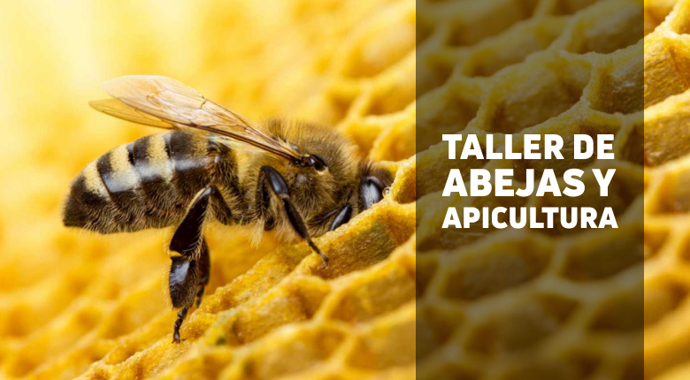 Taller de introducción a las abejas y apicultura