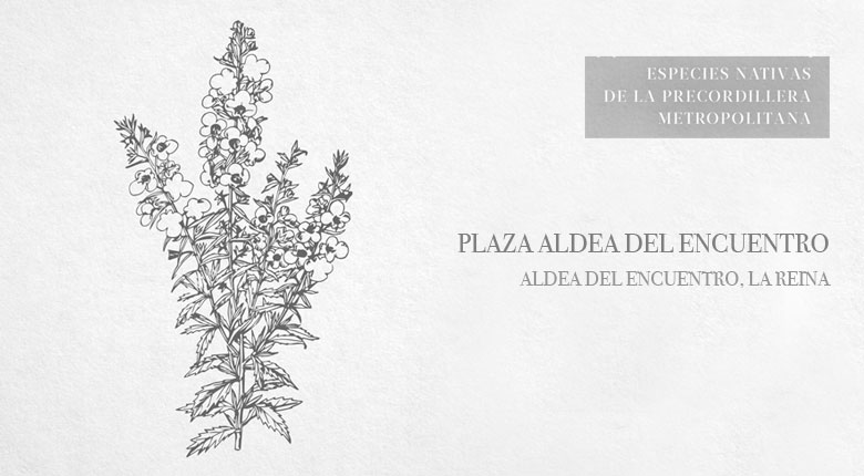 Plaza Aldea del Encuentro | Especies Nativas